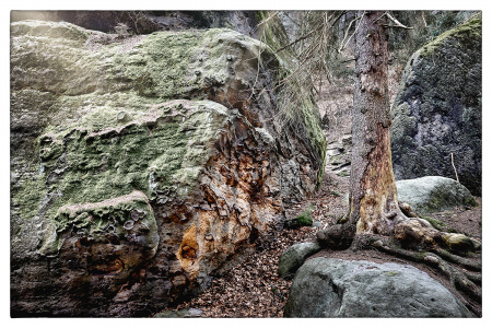 Elbsandstein