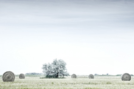 Neusiedlersee