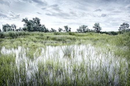 Neusiedlersee