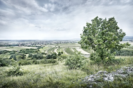 Neusiedlersee