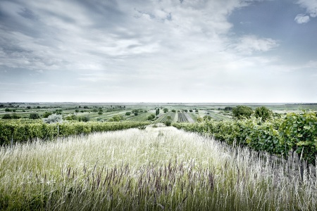 Neusiedlersee