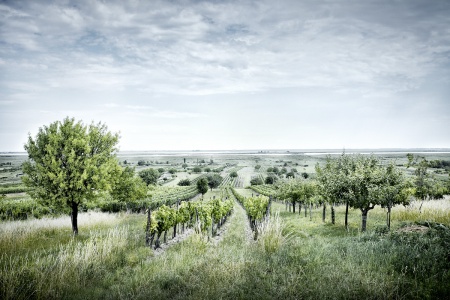 Neusiedlersee