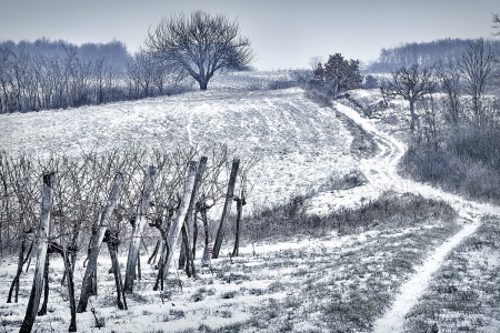 Weinviertel