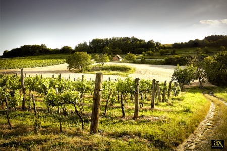 Weingut AX