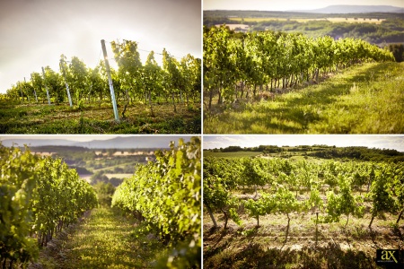 Weingut AX
